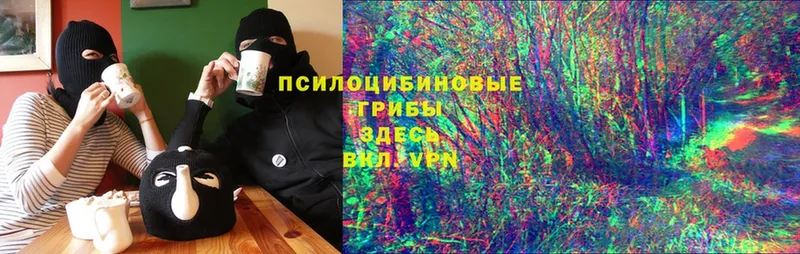 гидра онион  Дмитров  Псилоцибиновые грибы Psilocybe 